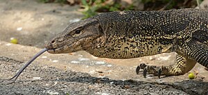 Water monitor showing split tongue .jpg