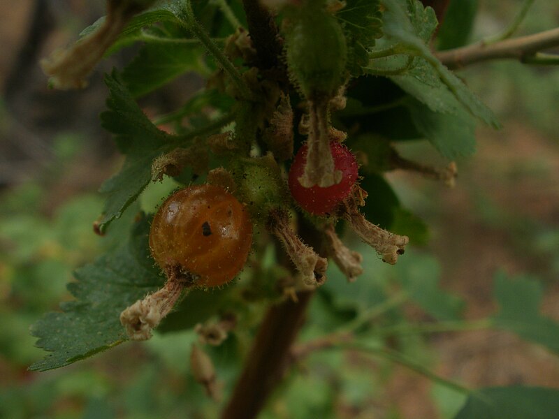 File:Wax currants.jpg