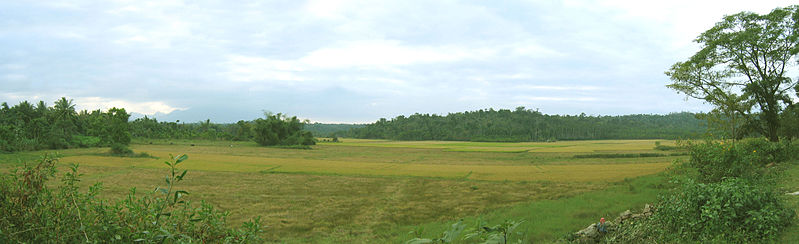 File:Wayanad - Rice field near Panamaram.jpg