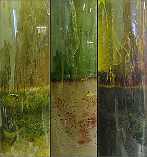 Shown above as a result of a 7-week period where the columns have been allowed to grow algae, cyanobacteria and other bacterial colonies. Of specific interest are the red regions of the middle column, indicative of purple non-sulfur bacteria (e.g. Rhodospirillaceae). Also, in column three, the red growth along the side of the column: a purple sulfur bacterium, Chromatium. Week7.jpg