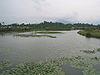 Wetland Park 1.jpg