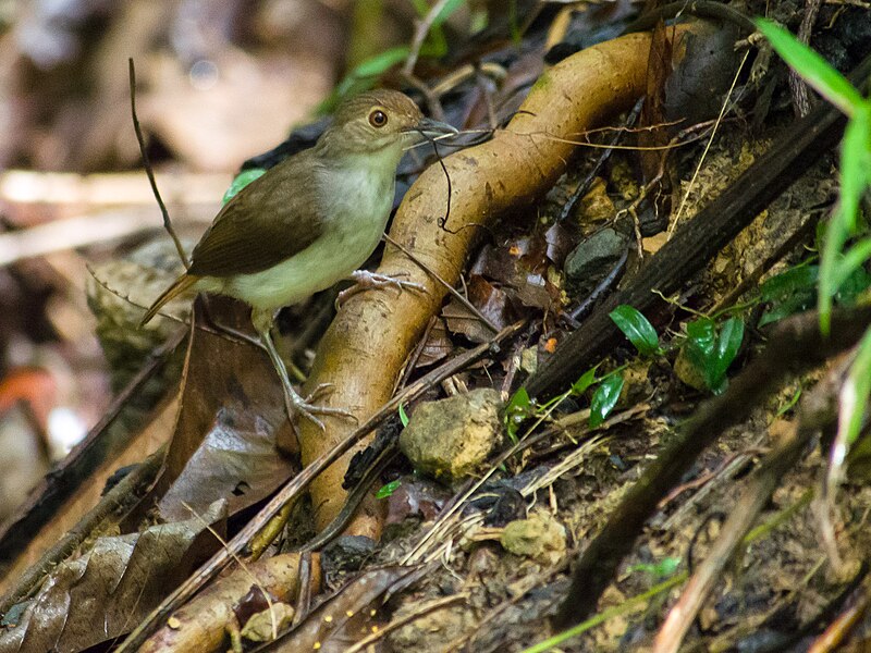 File:White-chested Babbler (14076850861).jpg