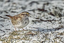 White-throated sparrow