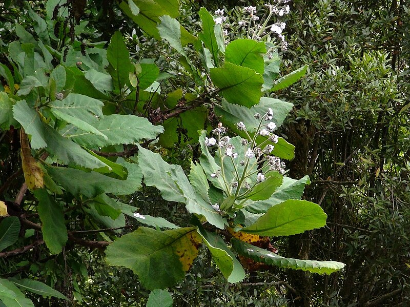 File:Wigandia urens in Costa Rica (flowers).jpg