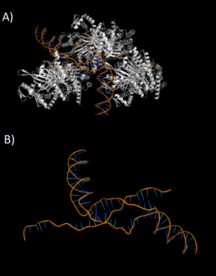 A) Crystal Structure of RecA-DNA and D-Loop Formation B) H-DNA Structure of RecA, PDB: 7JY7 Wiki Image RecA.png