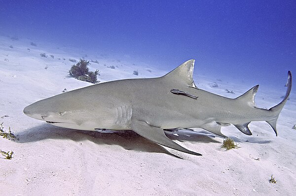 Lemon shark, Negaprion brevirostris, at Tiger Beach, Bahamas