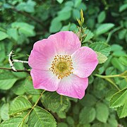 Wild Rosa rubiginosa.jpg
