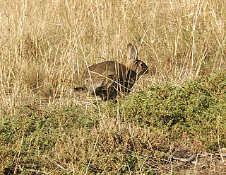 <span class="mw-page-title-main">Vermin</span> Insects and animals that spread diseases or destroy crops or livestock