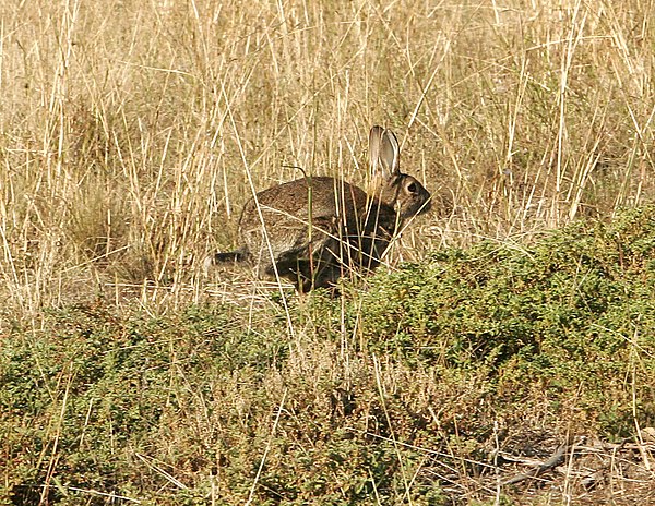 A wild rabbit – considered a pest by many, due to its destruction of farm crops