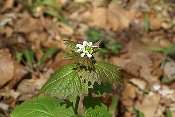 English: Garlic mustard in flower along the Po...