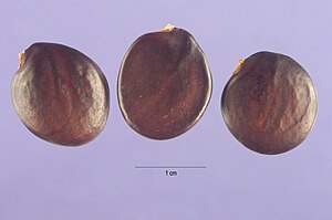 Wisteria sinensis (Sims) DC seeds.jpg