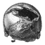 A skull, found during Dymond's second exploration, which is gouged with many cuts from an edged weapon. (Drawn in 1886 for Dymond's book, Worlebury:An Ancient Stronghold in the County of Somerset.) Worlebury broken skull.PNG