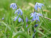 Category:Scilla siberica - Wikimedia Commons