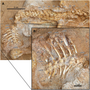 Миниатюра для Файл:Yamaceratops MPC-D 100 553 axial skeleton.png