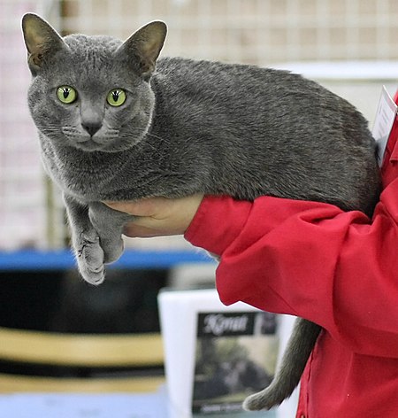 Yog-Hurt's Atlach-Nacha at Turok Cat Show.JPG