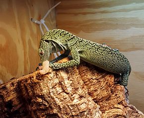 Young captive Kordo Tree Monitor.jpg görüntüsünün açıklaması.