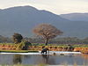 Elephants crossing Zambezi River in Mana Pools National Park