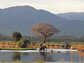نهر زامبيزي بالقرب من موتسانغو لودج، محمية مانا بولز الوطنية