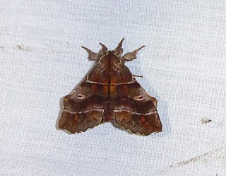 <i>Zanola</i> Genus of moths