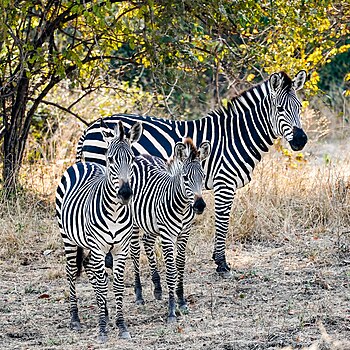 Zebra family (Equus quagga), South Luangwa Nat'l Park, Zambia