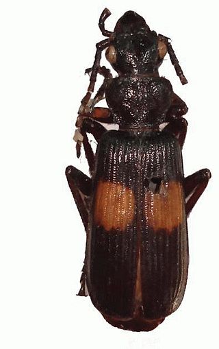 <i>Macrocheilus immanis</i> Species of beetle