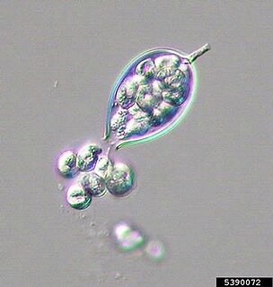 <i>Phytophthora medicaginis</i> Species of single-celled organism