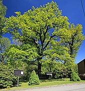 Two oak natural monuments in Hartenstein 2H1A5430WI.jpg