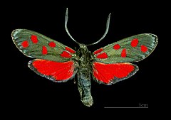 Zygaena transalpina MHNT CUT 2011 0 437 Huez dos.jpg