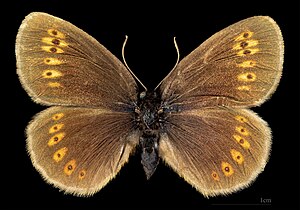 Erebia alberganus ♂