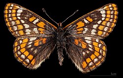 (MHNT) Euphydryas iduna iduna - Abisko Ostras - Suède - female dorsal.jpg