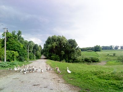 Сумская область. Село октябрь Сумская область. Сумская область село Галка. Хильчичи Сумская область село. Село Байрак Сумская область.