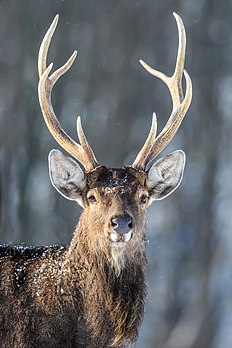 Un cerf sika. (définition réelle 3 000 × 4 500)