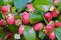 * Nomination Blooming pink Camellia in the Arboretum "Arboretum" --Aleda12 17:40, 7 July 2020 (UTC) * Decline  Oppose Not sharp enough --George Chernilevsky 19:32, 7 July 2020 (UTC)