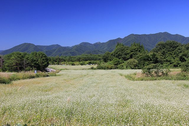 File 猿楽台地のそば畑 Panoramio 1 Jpg Wikimedia Commons