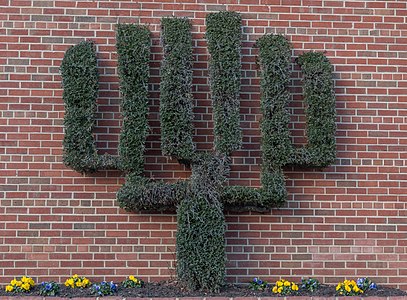 Cactus Tree at Virginia Beach Municpal Center