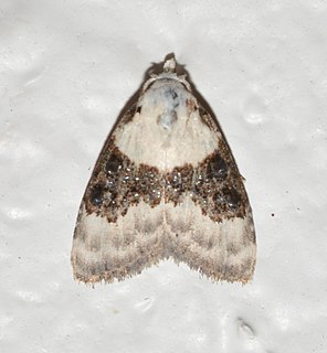 <i>Nola pustulata</i> Species of moth
