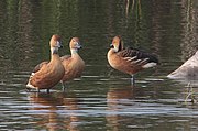 Enten im Llano Grande State Park