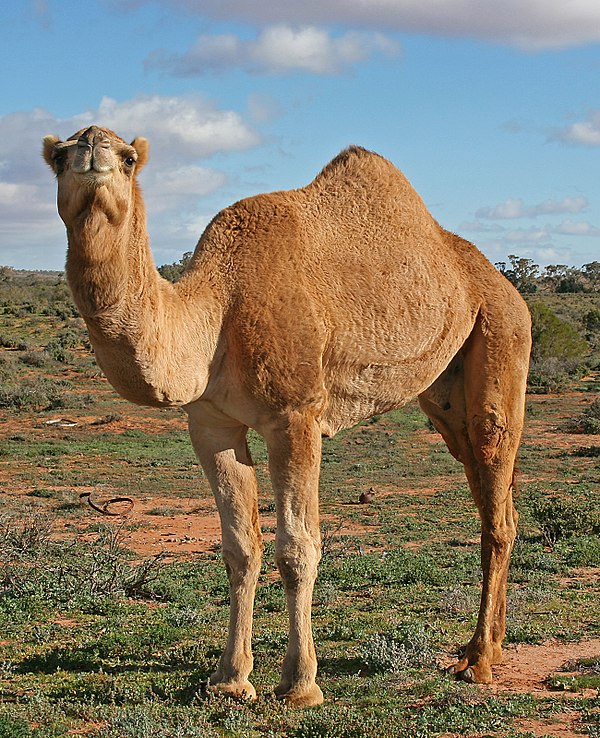 A dromedary camel (C. dromedarius) in the Australian outback, near Silverton, New South Wales