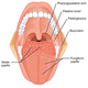 1109 Muscles that Move the Tongue Palatoglossus and surface.png