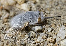 Pantarbes capito sunning in a dry wash in San Bernardino Mountains, California 1500pantarbes capito DSC0611 DxO.jpg