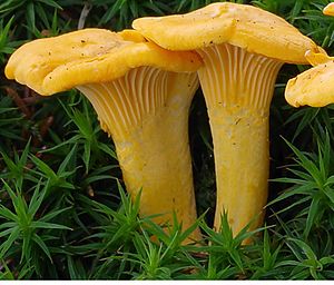 2007-07-14 Cantharellus cibarius2.jpg