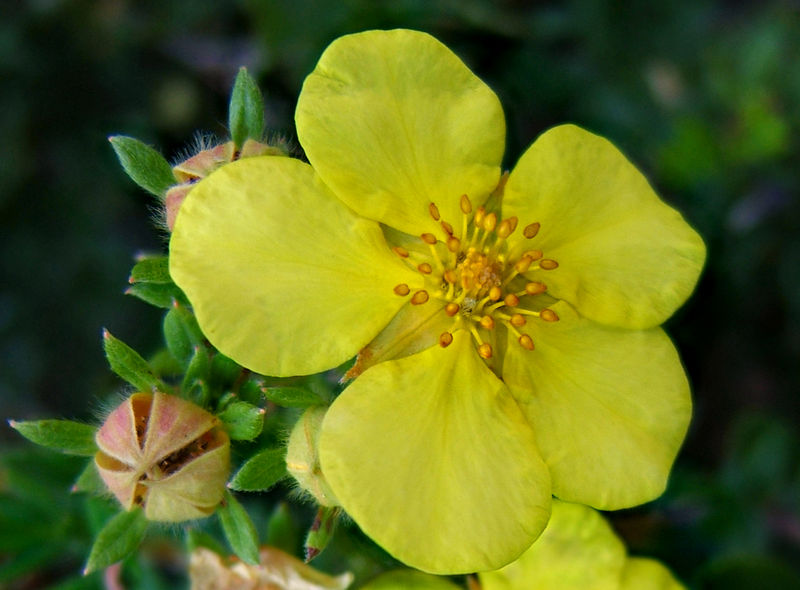 File:2007-08-30Potentilla fruticosa03.jpg