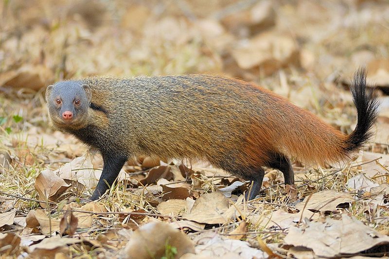 File:2007-stripe-necked-mongoose.jpg