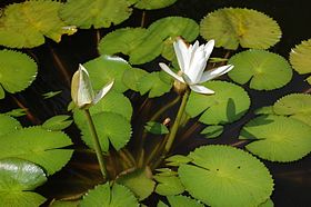 2007 nymphaea lotus.jpg