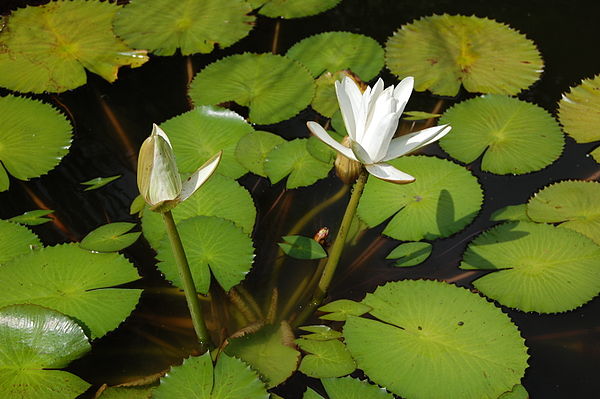 Image: 2007 nymphaea lotus