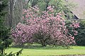 Soulangeova magnolija