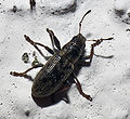 2010-05-23 Escaravellos Bastavales-3.jpg