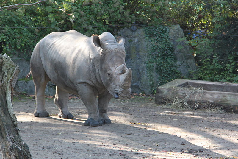 File:20101017 Zoo de Lille (11).jpg