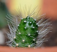 2011-07-21-cactaceae-1.jpg