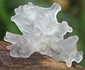 Silberohr (Tremella fuciformis)